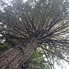 Branch