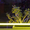 Plant Project