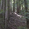 Redwood Forest