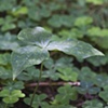 Clover