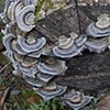 Log