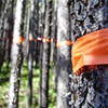 Forestation