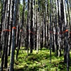 Forestation