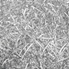 Grass