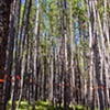 Forestation