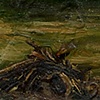 A Pile of Burnt Wood, 1983