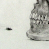 Skull Study