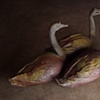 Three Swans