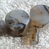 Dendritic Agate