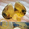 1 1/4" Green Amber Teardrops with conches