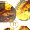1 1/2" Green Amber