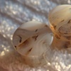 Dendritic Agate
