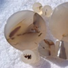 Montana Agate