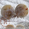 1/2" White Ocean Jasper