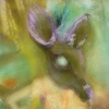 Little Deer Spirit
