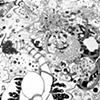 Narwhalia Detail