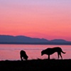 "Sunset Hounds"