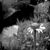 "Creek-side Bud"