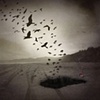 "Sand and Feathers"