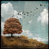 "The Nests"