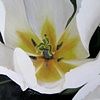 "White Tulip"