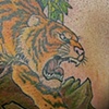 tiger