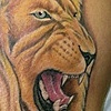 lion