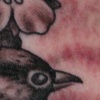 bird