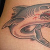 shark