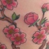 Cherry blossoms