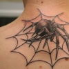 spider