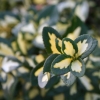 flower2