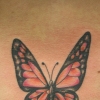 butterfly
