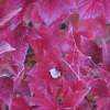 flower1