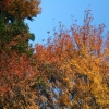 fall