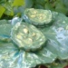 Garden Burger