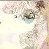 PN 033