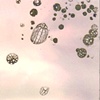 PN 013