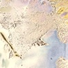 PN 019