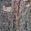 Hanging Garden