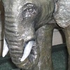 Baby Elephant