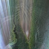 Palm Dawn