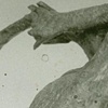Ouroborus