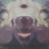 Canine Enlightenment