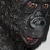 Animal Sculptures