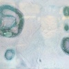 PN 017