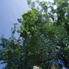 "Hand and Tree"