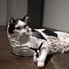 Fat Cat