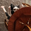 Bailout: Phase 3, Fat Cat and the Gold Faced Marauders