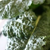 Kale
Fresh from the Uptown Farmers Market for Weiss Memorial Hospital 
Chicago, IL